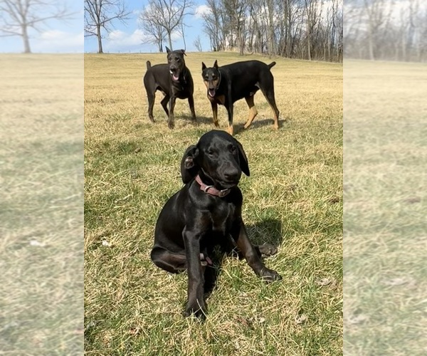 Medium Photo #5 Doberman Pinscher Puppy For Sale in AUSTINVILLE, VA, USA