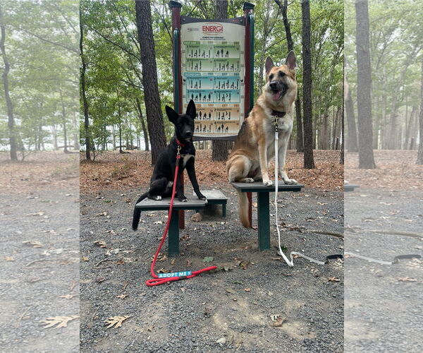 Medium Photo #1 German Shepherd Dog-Unknown Mix Puppy For Sale in La Grange , NC, USA