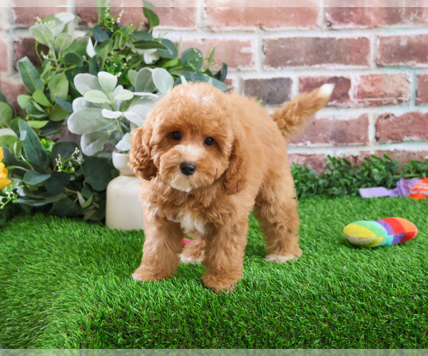 Medium Photo #12 Cavapoo (Miniature) Puppy For Sale in SYRACUSE, IN, USA