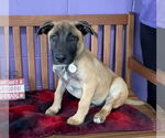 Small #1 Mutt