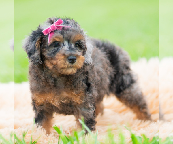 Medium Photo #3 Poodle (Miniature) Puppy For Sale in WARSAW, IN, USA