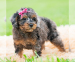 Small #2 Poodle (Miniature)