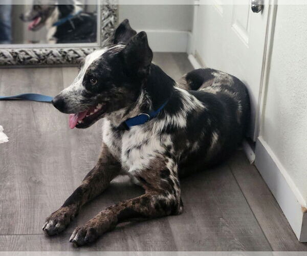 Medium Photo #1 Catahoula Leopard Dog-Unknown Mix Puppy For Sale in Paso Robles, CA, USA
