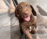 Small Photo #8 Labrador Retriever Puppy For Sale in SARASOTA, FL, USA