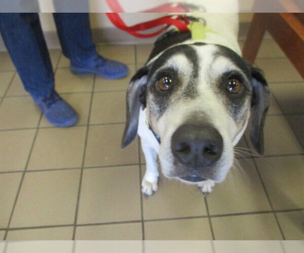 Medium Photo #1 Beagle Puppy For Sale in Ocala, FL, USA