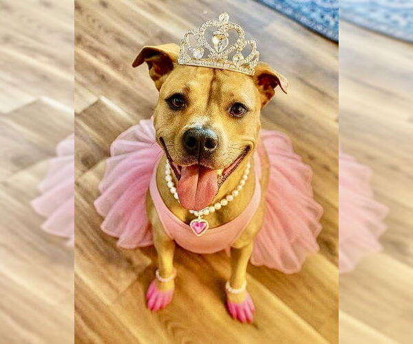 Medium Photo #15 American Pit Bull Terrier-Bulldog Mix Puppy For Sale in Clarkston, MI, USA