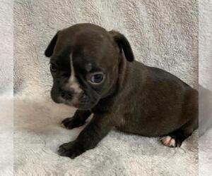 French Bulldog Puppy for sale in JOHNS ISLAND, SC, USA