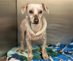 Mutt Dogs for adoption in Moreno Valley, CA, USA