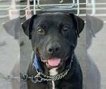 Small #32 Labrador Retriever Mix