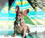Small Photo #4 French Bulldog Puppy For Sale in CRANSTON, RI, USA