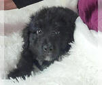 Small Photo #3 Bernedoodle Puppy For Sale in PAONIA, CO, USA