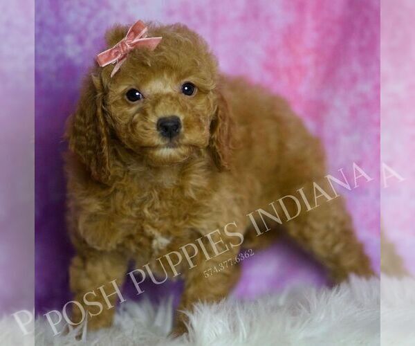Medium Photo #25 Goldendoodle (Miniature) Puppy For Sale in WARSAW, IN, USA