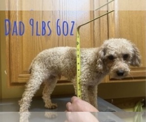 Father of the Poodle (Toy) puppies born on 05/28/2026