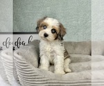 Small #6 Cavapoo