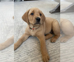 Puppy Puppy 1 Labrador Retriever