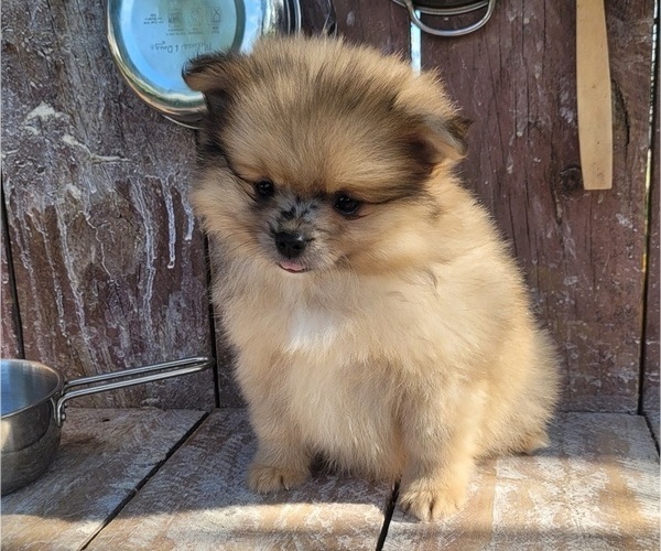 Medium Photo #5 Pomeranian Puppy For Sale in ORRVILLE, OH, USA