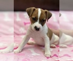 Small Photo #1 Parson Russell Terrier Puppy For Sale in TEMECULA, CA, USA