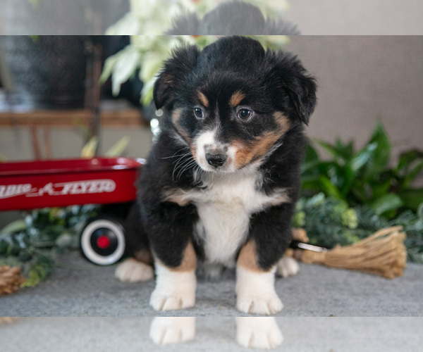 Medium Photo #10 Miniature Australian Shepherd Puppy For Sale in CHRISTIANA, PA, USA