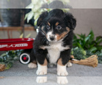 Small Photo #10 Miniature Australian Shepherd Puppy For Sale in CHRISTIANA, PA, USA