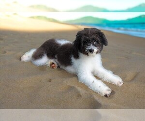 Miniature Labradoodle Puppy for Sale in JACKSONVILLE, Florida USA