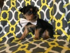 Small Photo #1 Australian Yorkshire Terrier Puppy For Sale in EPHRATA, PA, USA