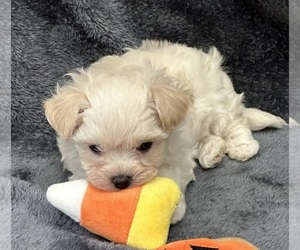 Maltese-Poodle (Toy) Mix Puppy for sale in SILEX, MO, USA