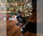 Small Photo #1 Australian Shepherd-Collie Mix Puppy For Sale in Claremore, OK, USA