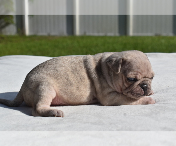Medium Photo #4 Pug Puppy For Sale in PALM COAST, FL, USA