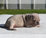 Small #3 Pug
