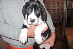Small Photo #1 Great Dane Puppy For Sale in RENO, NV, USA