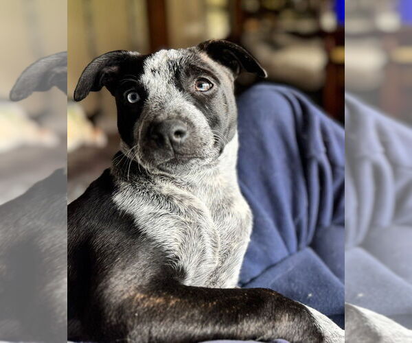 Medium Photo #2 Holland Shepherd-Unknown Mix Puppy For Sale in Springdale, PA, USA