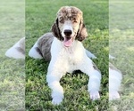 Small Photo #16 Poodle (Standard) Puppy For Sale in BURNS, TN, USA