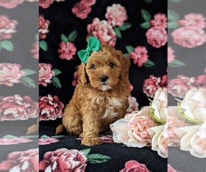 Cavapoo Puppy for sale in NEW PROVIDENCE, PA, USA