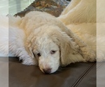 Small Photo #15 Goldendoodle Puppy For Sale in DAVIS, CA, USA