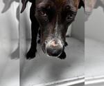Small Plott Hound Mix