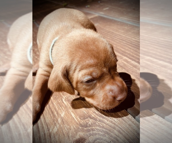 Medium Photo #1 Vizsla Puppy For Sale in AGUA DULCE, CA, USA