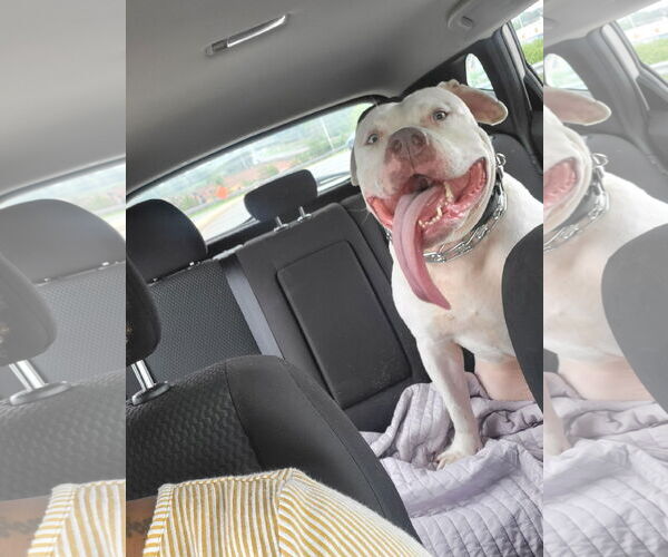 Medium Photo #2 Mutt Puppy For Sale in COLUMBIA, MD, USA