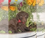 Puppy Big Red Goldendoodle