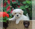 Small Photo #3 Bichon Frise-Cavachon Mix Puppy For Sale in BIRD IN HAND, PA, USA