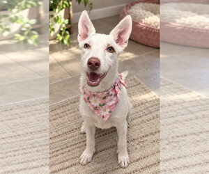 Mutt Dogs for adoption in Phoenix, AZ, USA