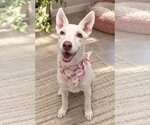 Miranda - Female Mutt Dog for Adoption - Small photo
