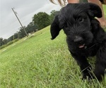 Small Photo #4 Labradoodle Puppy For Sale in CEDAR HILL, TX, USA