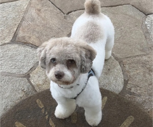 Medium Photo #1 Maltipoo (Toy) Puppy For Sale in CARLSBAD, CA, USA