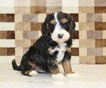 Small #4 Bernedoodle (Miniature)-Cavapoo (Miniature) Mix