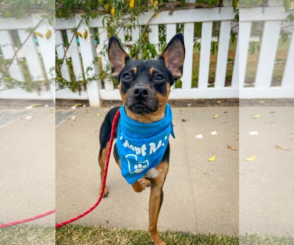 Medium Photo #1 Miniature Pinscher Puppy For Sale in Newport Beach, CA, USA