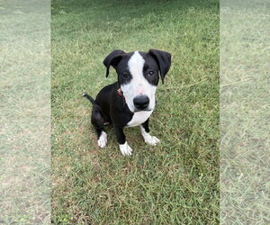 American Staffordshire Terrier-Unknown Mix Dogs for adoption in Holly Springs, NC, USA