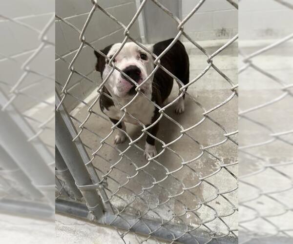 Medium Photo #1 American Bulldog-Unknown Mix Puppy For Sale in Rosenberg, TX, USA