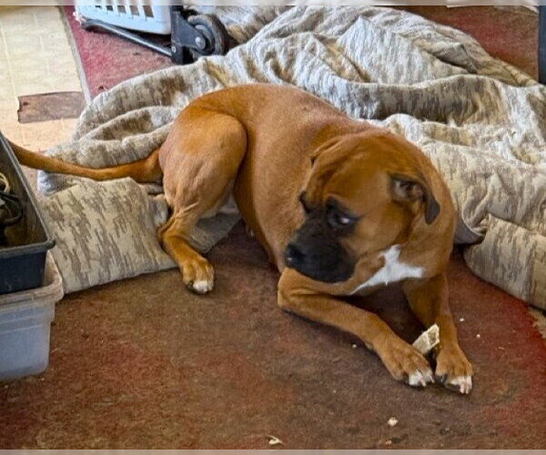 Medium Photo #3 Boxer Puppy For Sale in Austin, TX, USA