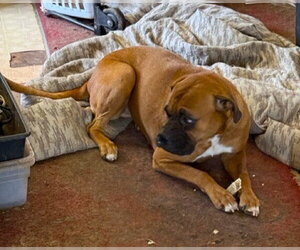 Roxanne II - Female Boxer Dog for Adoption - Photo #3