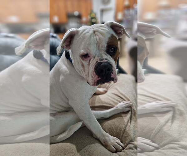 Medium Photo #5 Olde Bulldog Puppy For Sale in Chandler, AZ, USA